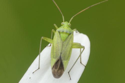 Closterotomus norwegicus